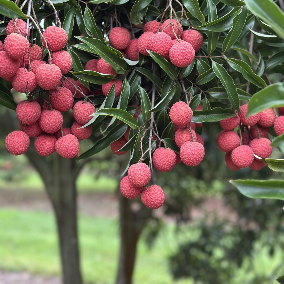When Is Lychee Season in Australia?