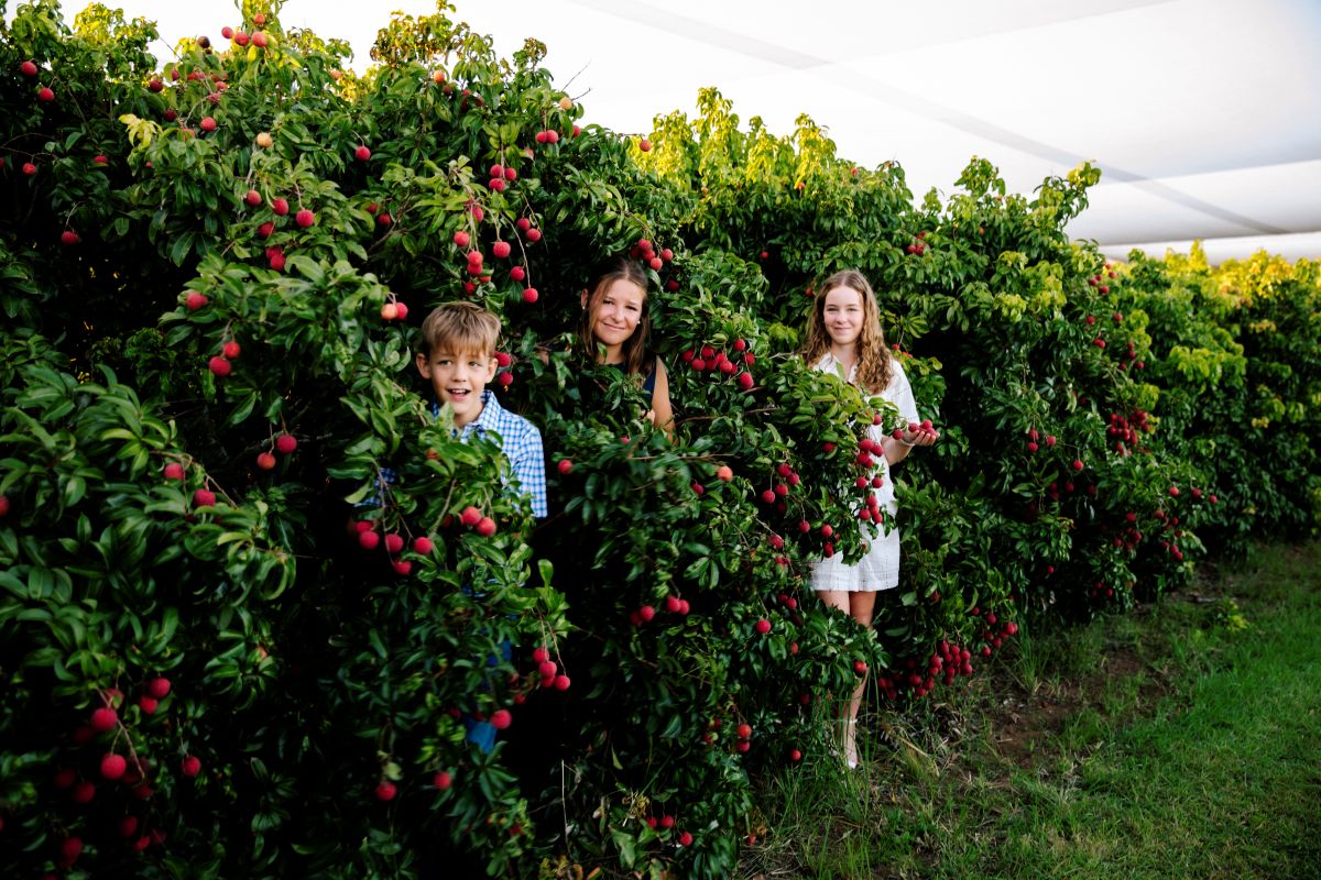 Who is Lush Lychees?